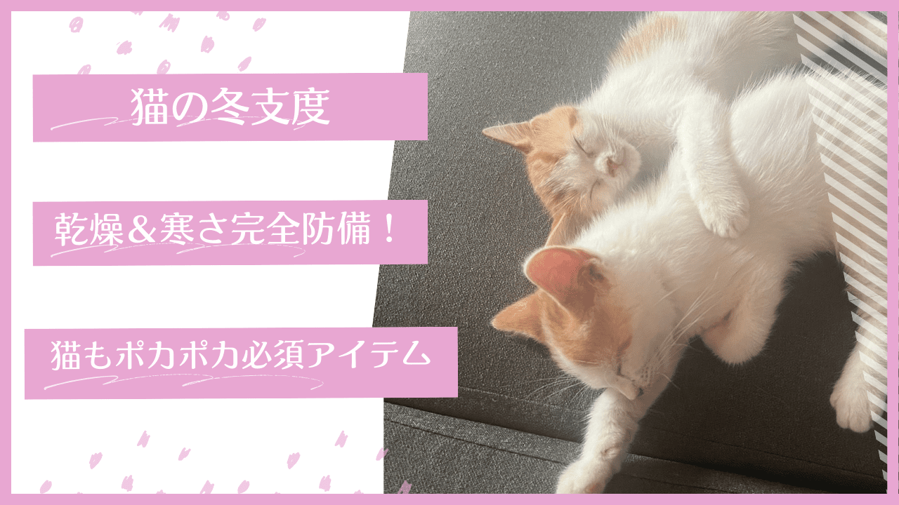 猫の冬支度